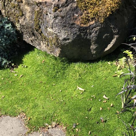 Irish Moss Lawn