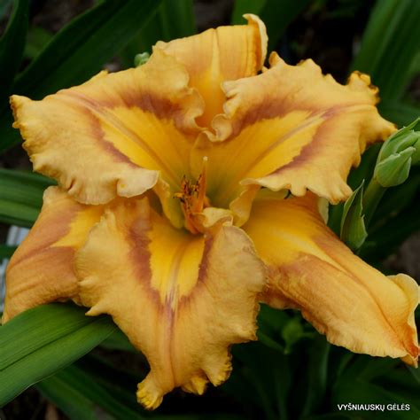 Greywoods Rim Rummy Daylily Phlox Eu