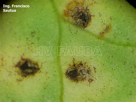 Roya Del Geranio O Malvón Puccinia Pelargonii Zonalis Herbario Virtual Fitopatología