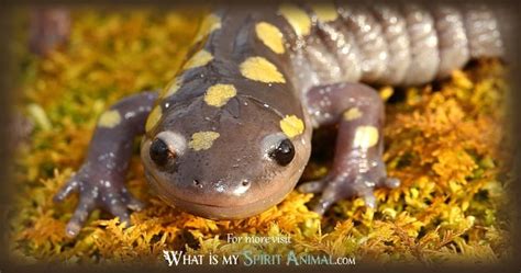 Salamander Symbolism - AMPHIPEDIA