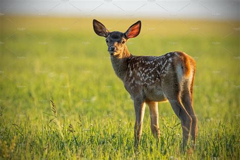 Young cute baby red deer, cervus | High-Quality Animal Stock Photos ~ Creative Market