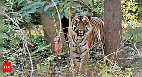 Debrigarh Debrigarh Awaits Tiger Reserve Status After Big Cat Struts