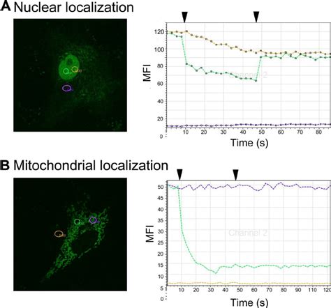 Frap Analysis Of Nuclear And Mitochondrial Orf 3b Egfp Vero Cells Were