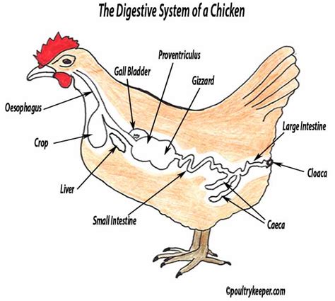 Chicken Digestive System Diagram Labeled The Digestive Syste