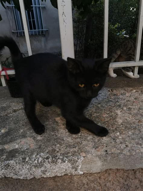 Elina Mpounia On Twitter A Black Cat Will Bring You Good Luck