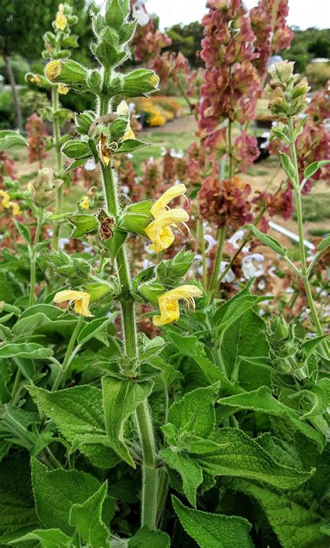 Salvia Nubricola In 50mm Forestry Tube Trigg Plants