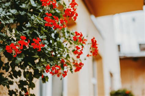 Flores De Verano 10 Plantas De Exterior Con Flores Para Decorar Tu Terraza Lifestyle