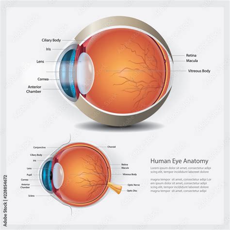 Human Eye Anatomy and Normal Lens Vector Illustration Stock Vector ...