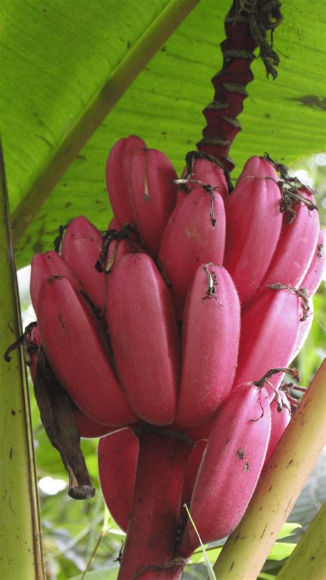 Red Banana Health Benefits लाल केळ खाण्याचे फायदे