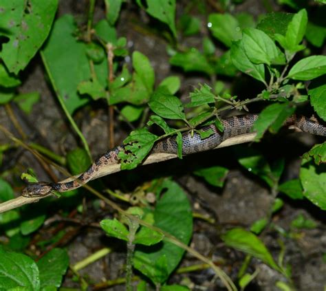 Rhombic Cat Eyed Snake From San Antonio De Cort S Honduras On November