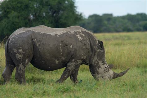 ecwilliamsphotography - Khama Rhino Sanctuary