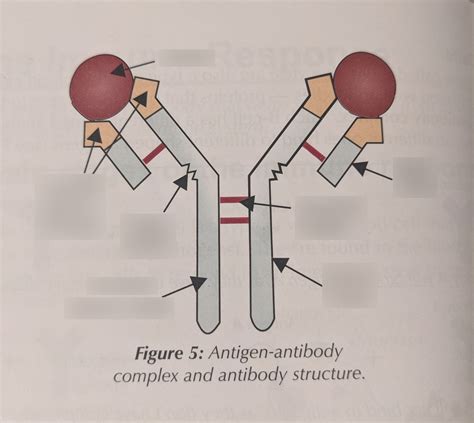 2c Cells And The Immune System Diagram Quizlet