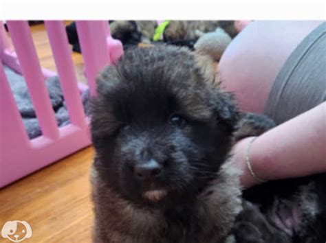 German Shepard Puppies In Motherwell Ml1 On Freeads Classifieds