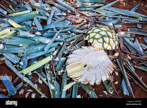 Harvesting Agave. Agave divided into two, plantation of blue Agave ...