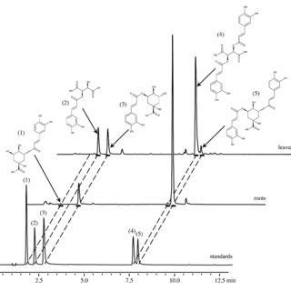 Chromatograms Of Crude Methanolic Extracts From Leaves And Roots Of