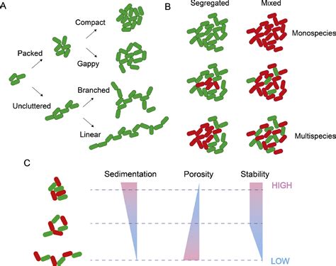 Quantitative Assessment Of Morphological Traits Of Planktonic Bacterial