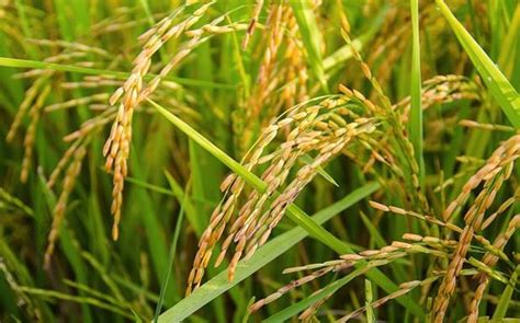 Indigenous paddy varieties facing extinction - OrissaPOST