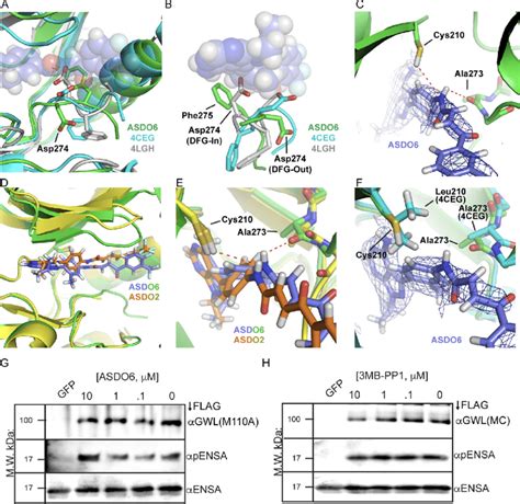 X Ray Co Crystal Structures Of ASDO2 And ASDO6 With LC Aurora A Kinase