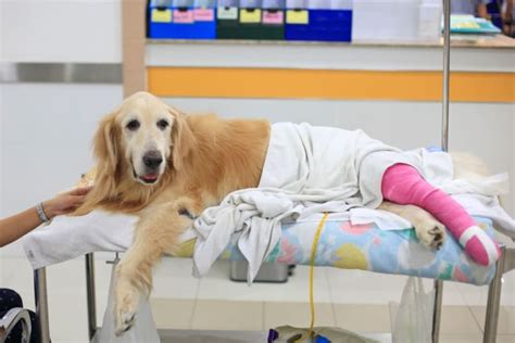 Dog Knee Surgery | Bonita Springs Vets