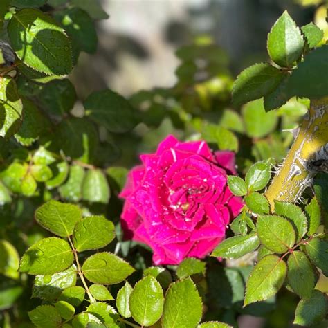 Rosa Gräfin Diana Syn Rosa Dark Desire Rosa Burgundy Panarosa