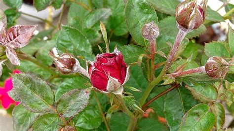 Here's When You Can Stop Fertilizing Your Roses