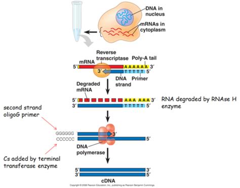 Lecture 1 Biol 114 Recombinant Dna Technology Flashcards Quizlet