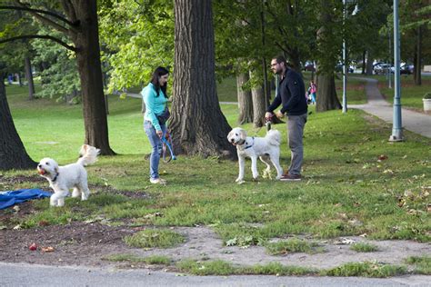 Best Off Leash Dog Parks In Toronto