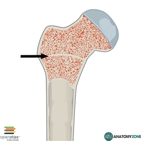 Long Bone Labeled Epiphyseal Plate : Match the different dots with the ...