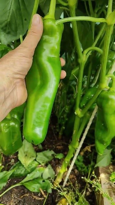 Перец сладкий Рамиро.Оранжевый. Семена у Регишки 89191516761 Вацап ...