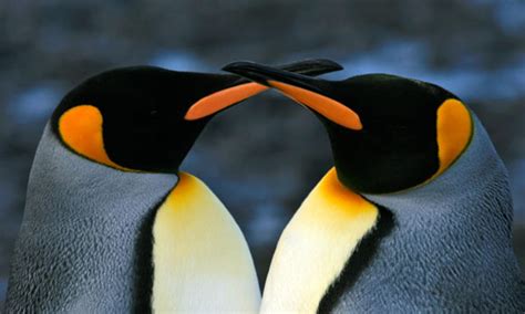 King Penguins | Photos | WWF