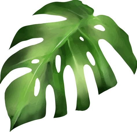 Set Of Tropical Leaf Monstera Forest Leaves Isolated 11578180 Png