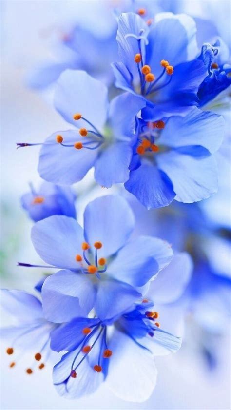 Pin By On My Love For Flowers Blue Flower Wallpaper