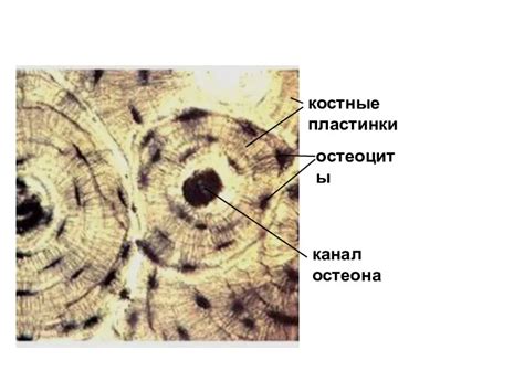 Микроскопическое строение костной ткани презентация