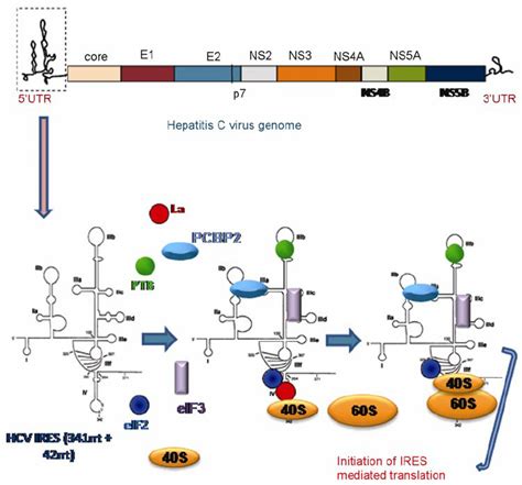 Hepatitis C virus genome organization and initiation of the ...