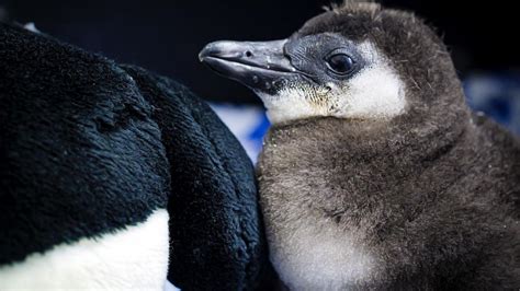 Elrond The New African Black Footed Penguin Chick At Memphis Zoo