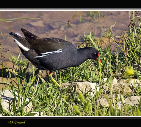 MIS AMIGAS LAS AVES Gallineta Común Gallinula choloropus