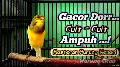 Suara Burung Kenari GACOR Cuit Cuit Nembak Panjang Ampuh Cocok Untuk