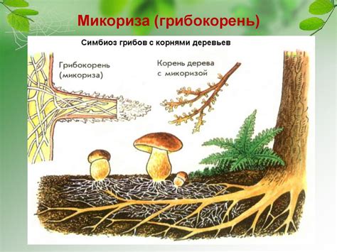 Царство грибы - презентация онлайн