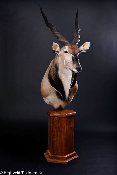 Lord Derby Or Giant Eland Pedestal Trophy Mount On Cape Ironwood