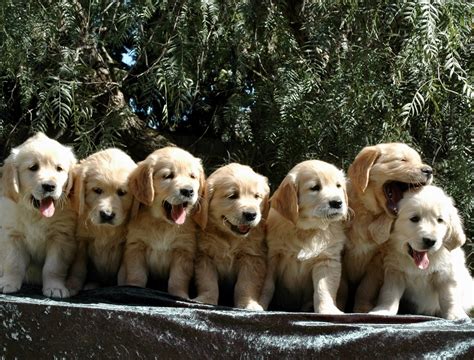 What Is A Litter Puppy