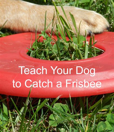 Dog Training Tips: How to Teach Your Dog to Catch a Frisbee