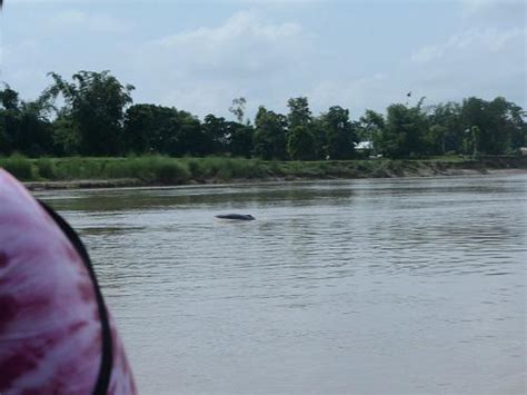 sunil khatiwada - Community Engagement for Conservation of Endangered Ganges River Dolphin ...