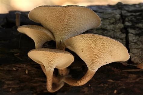 Weitlöcheriger Stielporling Lentinus arcularius Porträt