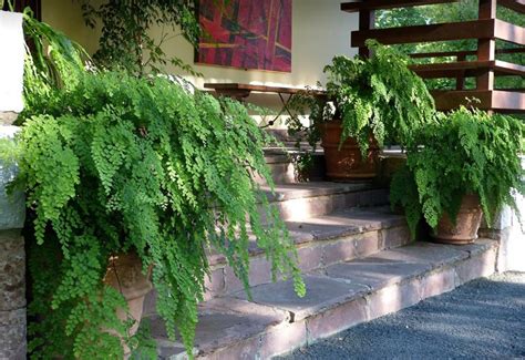 Цветок венерин волос: фото растения и уход за папоротником в домашних ...