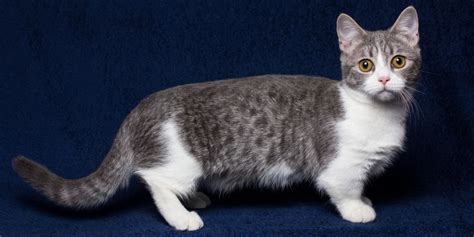 18 Facts About Munchkin Cats