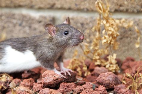 Agouti And White Rat An Agouti And White Hooded Rat Exploring The