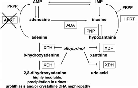 The Role Of Adenine Phosphoribosyltransferase Aprt In The Purine