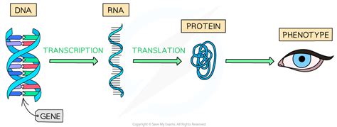 CIE A Level Biology复习笔记16 2 6 Genes Proteins Phenotype 翰林国际教育