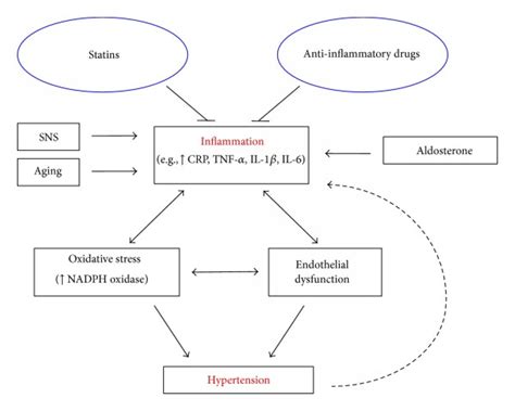 Roles Of Inflammation Oxidative Stress And Vascular Dysfunction In