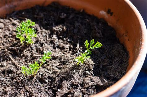 Growing Juniper A Complete Guide On How To Plant Grow And Use Juniper